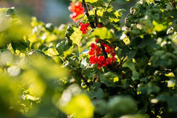 Подготовка плодовых кустарников к сезону: основные рекомендации Подготовка плодовых кустарников к сезону: основные рекомендации