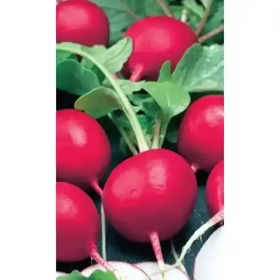 Семена Редис Чемпион (УД) Е/П