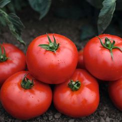 ВОЛВЕРИН F1 семена томата (Syngenta | Alexagro)