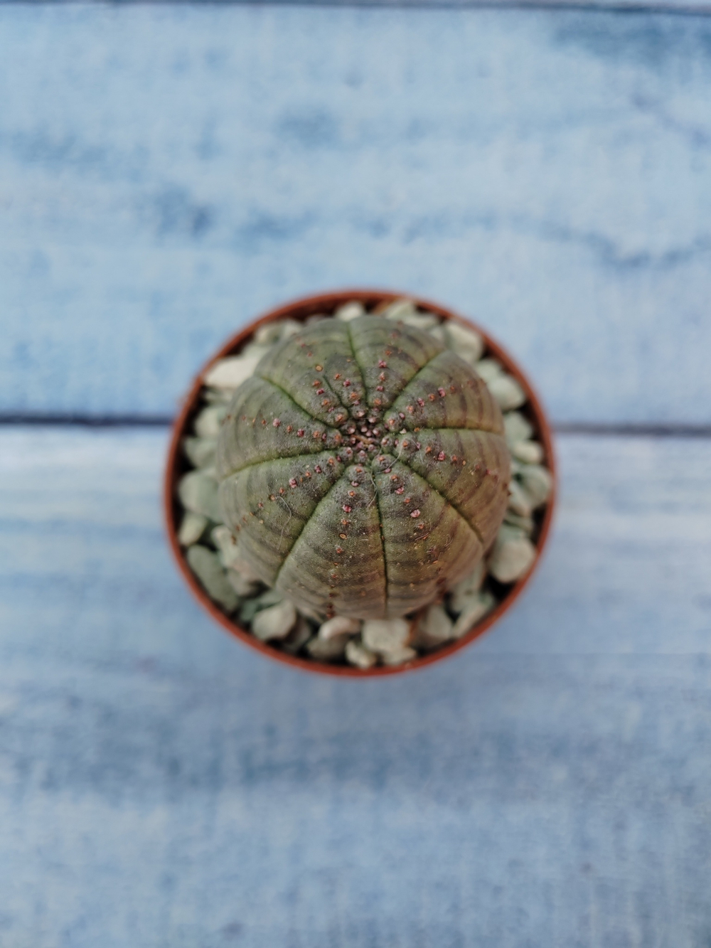 Euphoria Obesa (Эуфорбия)