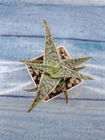 Aloe Carola (Алоэ)
