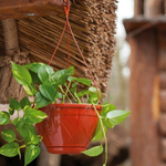 ГОРШОК "ЛИЛИЯ ПОДВЕСНАЯ" 2,5л ТЕРРАКОТОВЫЙ