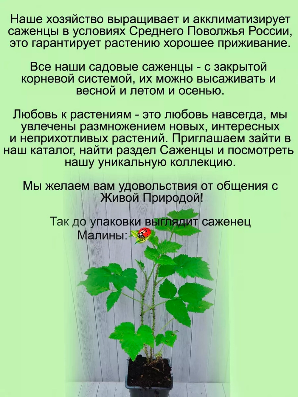 Малина Валентина абрикосовая сладкая