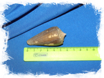 Конус сулкатус (Conus sulcatus) размер