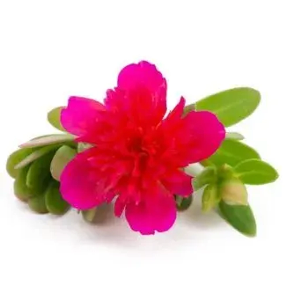 Портулак ампельный Duna Double Purple