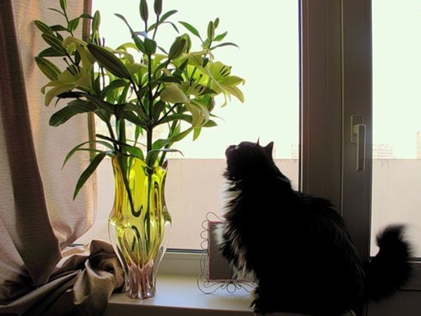 Вещества, которые могут быть опасны для кошек