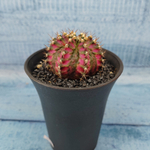 Gymnocalycium T-Rex Pink hybride (Гимнокалициум T-rex)