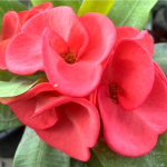 Эуфорбия Миля PAN THEP