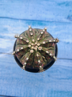 Gymnocalycium T-Rex Pink hybride (Гимнокалициум T-rex)