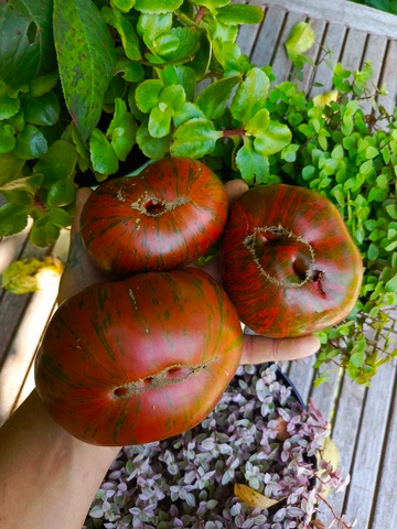 Полосатый шоколад (Chocolate stripes) сорт томата