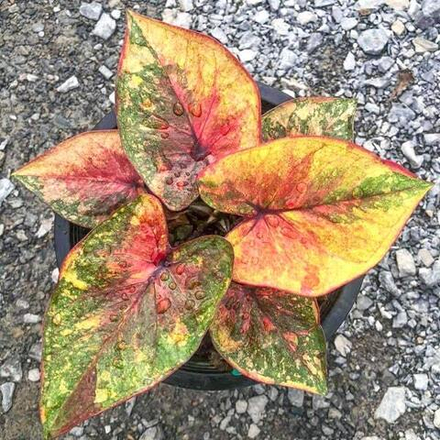 Каладиум THONG SIAM