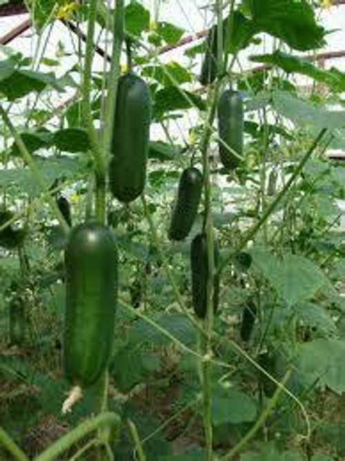 Огурец ОрзуF1