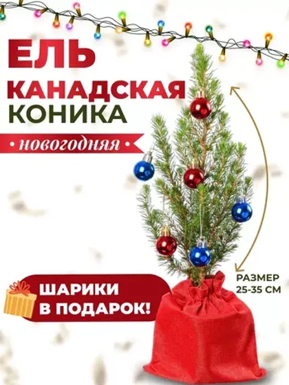 Саженец Ель канадская Коника новогодняя
