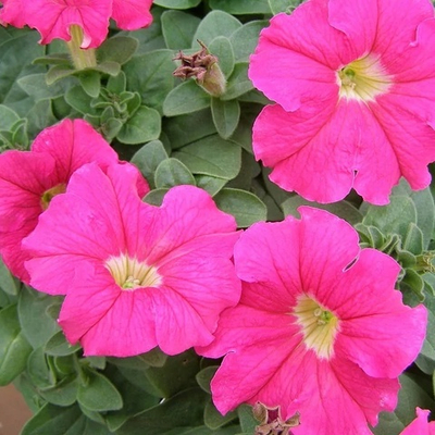 Петуния dreams pink (дримс пинк)