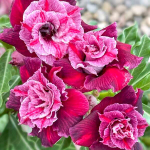 Адениум KIM SAN RED