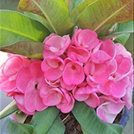 Эуфорбия Миля WAAN TA