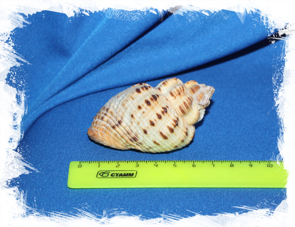 Sea shell Cantharus melanostoma, Кантарус меланостома, Ракушка Черноустый Кантарус