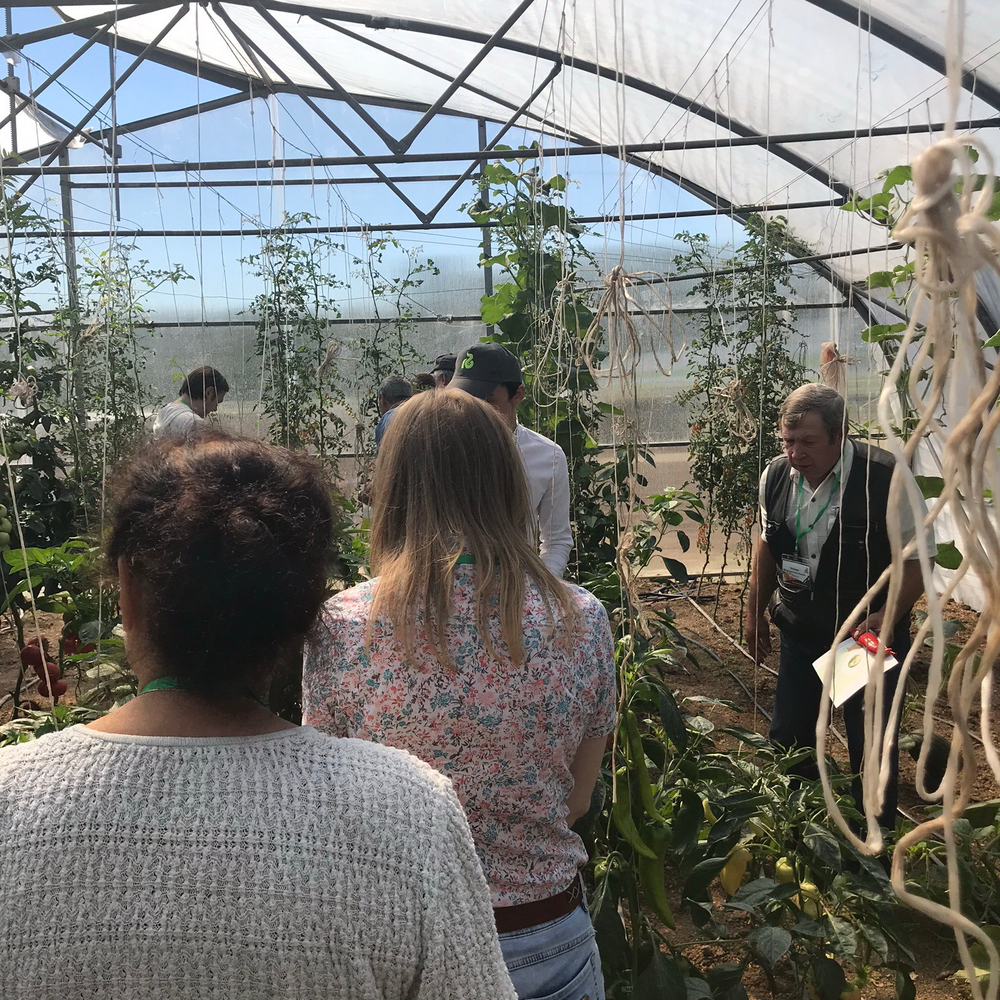 Тандер F1 семена перца острого (Rijk Zwaan / Райк Цваан)