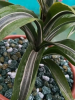 дренаж для цветов и растений микс зеленый