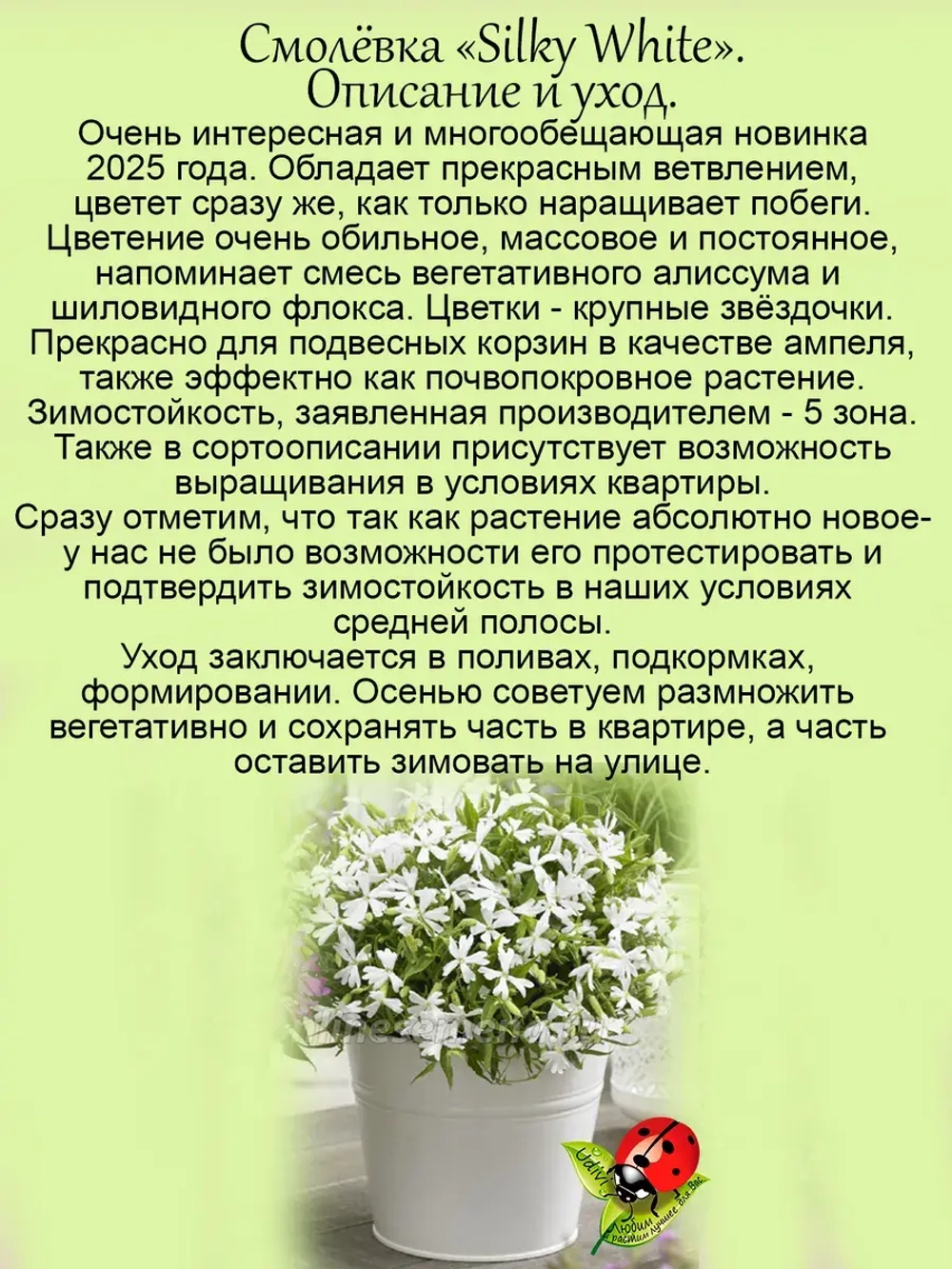 Смолевка Силки Вайт ампельная почвопокровная