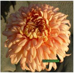 Хризантема крупноцветковая Patricia Millar Salmon /ан 36 /поставка май 2026г/