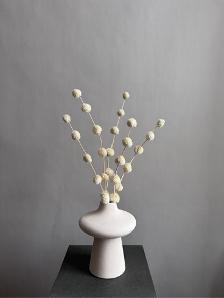 Гомфрена шаровидная стабилизированная белая