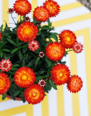 3907 Брактеанта GRANVIA RED ORANGE FLAME (ВЕСНА 2025)