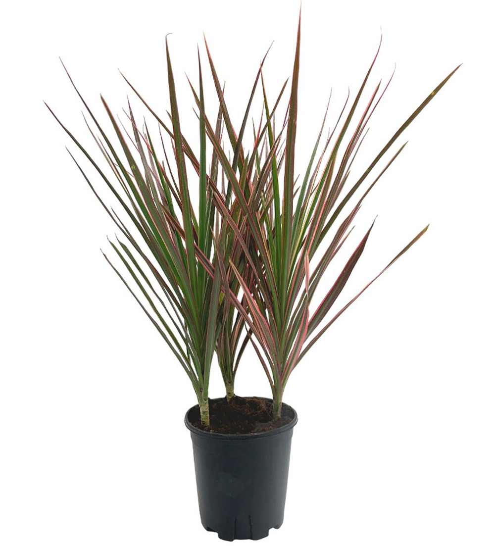 Драцена маргината Триколор (3 ств)