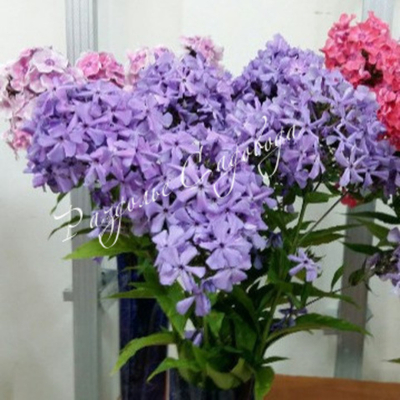 Флокс метельчатый Анфиса