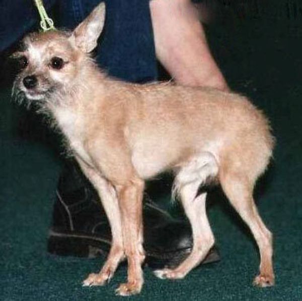 Московский дракон