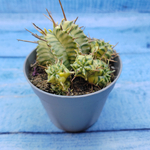Euphorbia meloformis f. Variegated (Эуфорбия вариегатная)