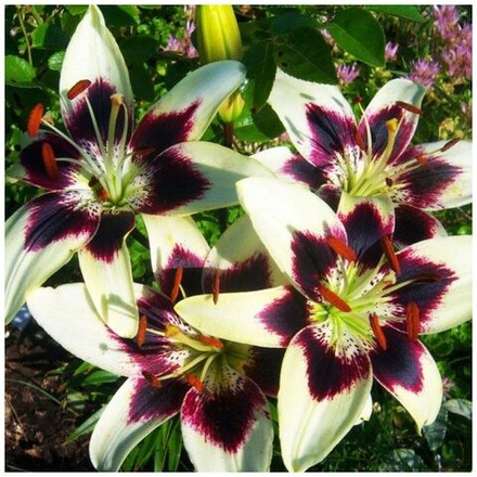 Лилия Патрициас Прайд (5 шт) Волжский Сад