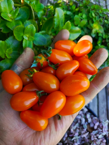 Груша апельсиновая сорт томата