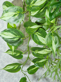 Ампельная зелень в деревянном настенном кашпо