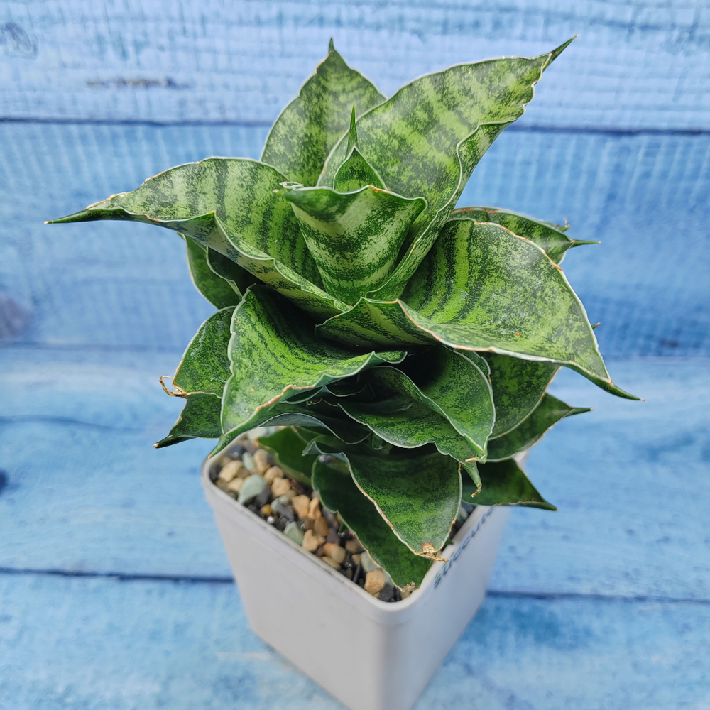 Sansevieria Mahanakorn (Сансевиерия)
