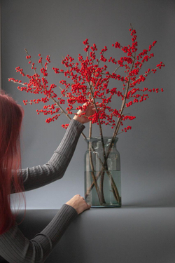 Илекс красный