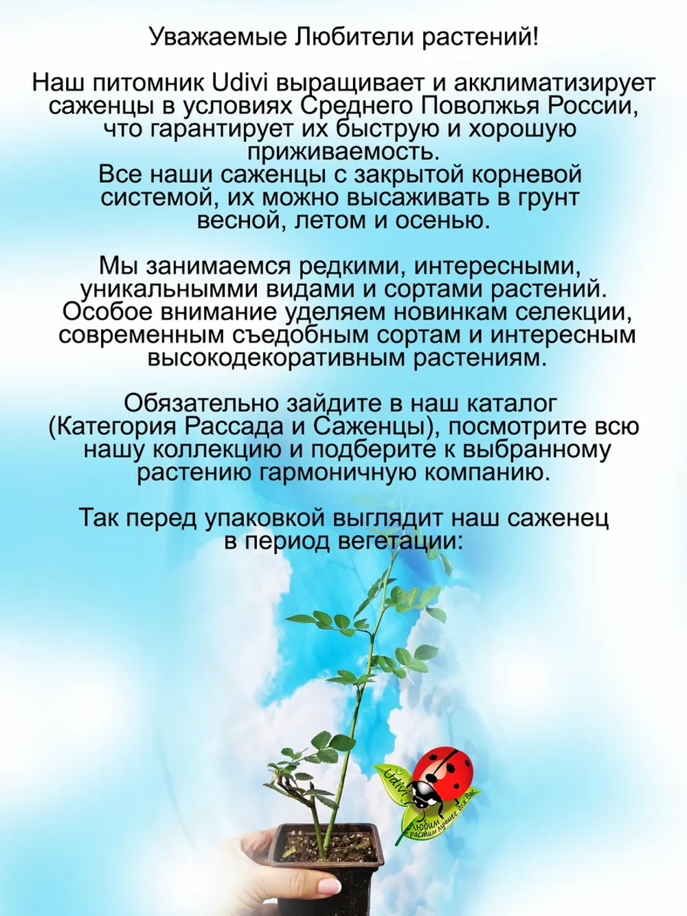 Роза Шарифа Асма английская