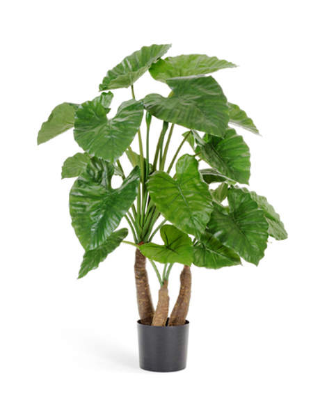 Алоказия Калидора