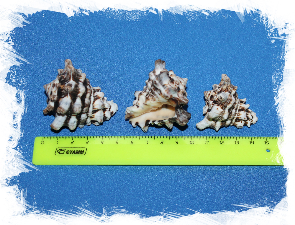 Вазум Керамикум, 4-6см, 100гр, 3шт