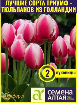 Тюльпаны луковицы многолетние морозостойкие крупные