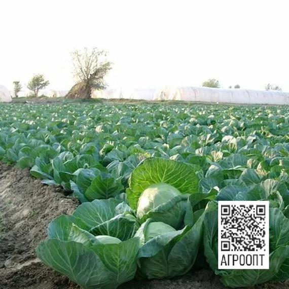 Етма F1 семена капусты белокочанной (Rijk Zwaan / ALEXAGRO) культура – фото 3