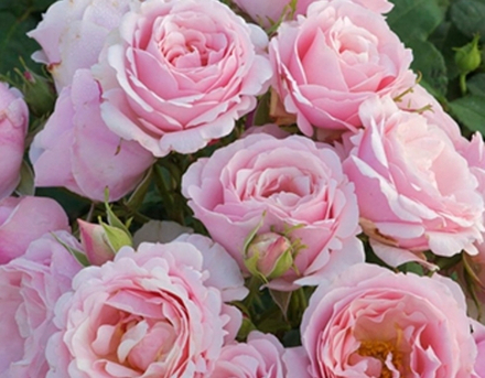 BILLET DOUX (Бие Ду)