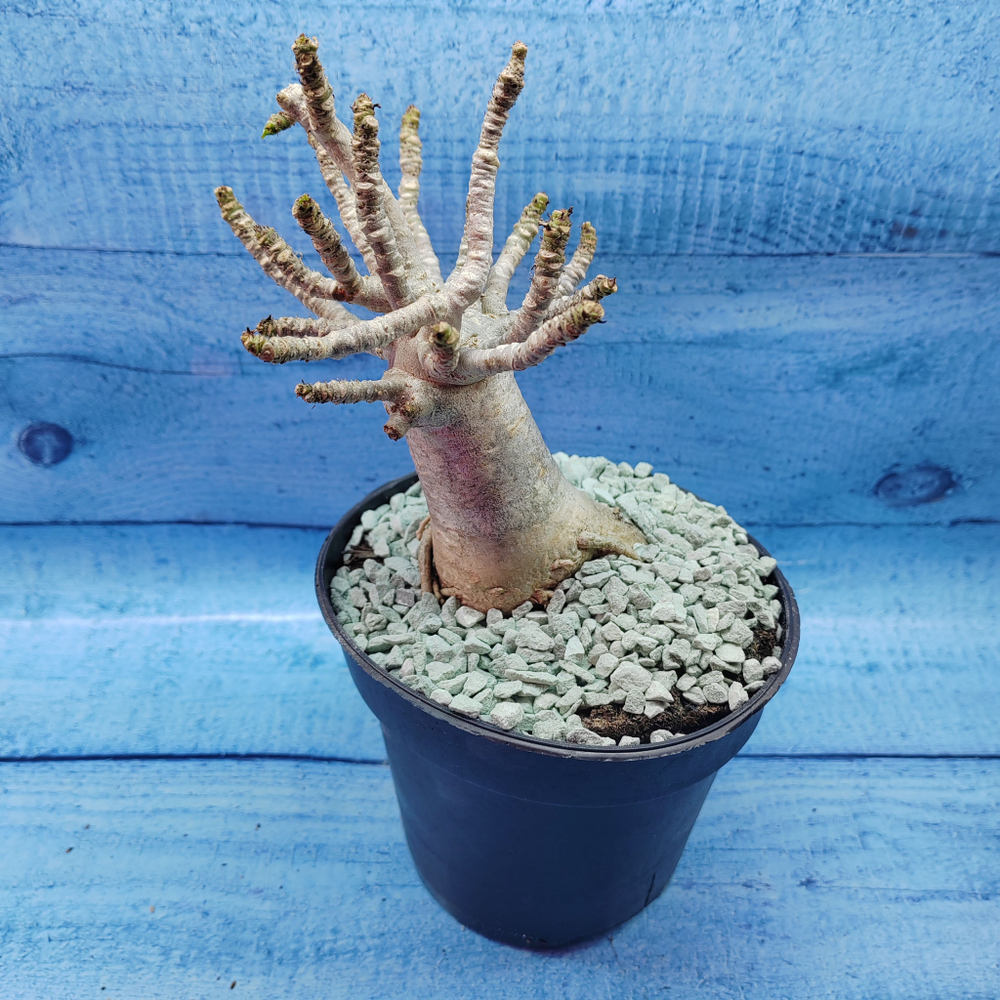 Adenium Baobab (Адениум)