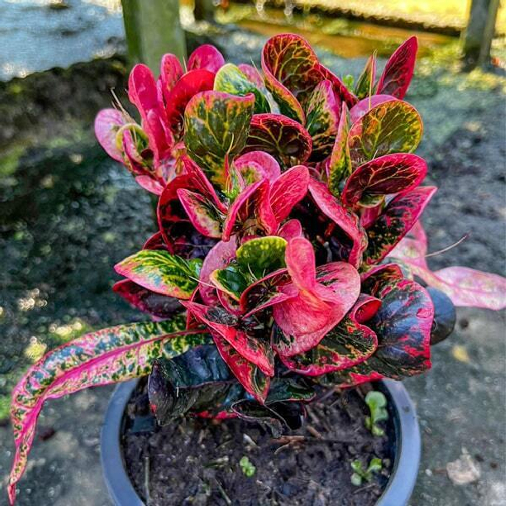 Кротон GAEW PHE THAI