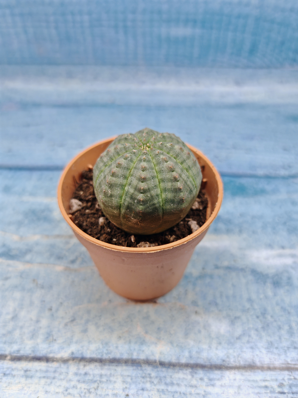 Euphoria Obesa (Эуфорбия)