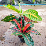 Кротон MANGKORN FAI