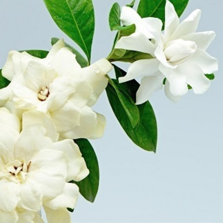 ГАРДЕНИЯ GHG (GARDENIA FLEUR GHG 205 Charabot/Robertet)