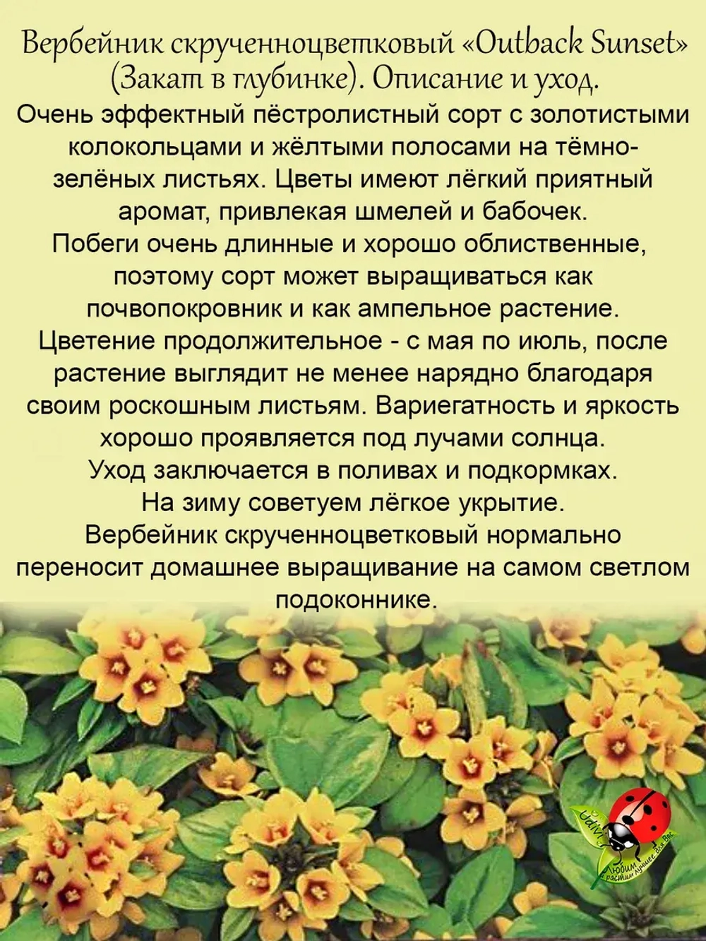 Вербейник Закат в глубинке скрученноцветковый лизимахия