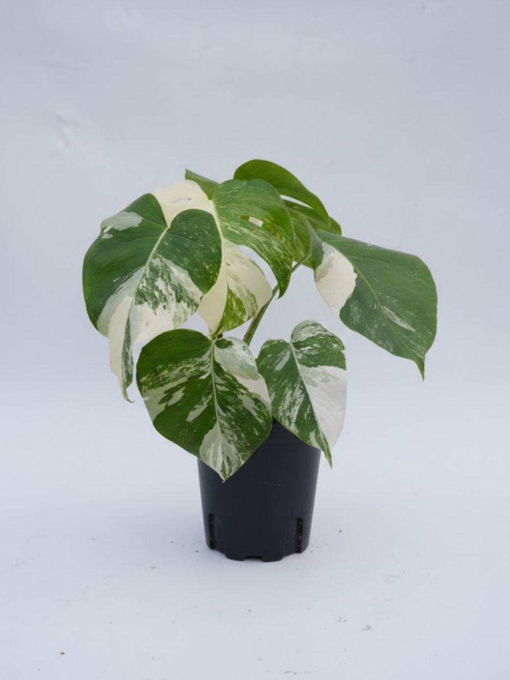 Монстера восхитительная White bac