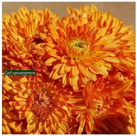 Корейская хризантема Клеопатра 🌻 з.96 (нет в наличии)